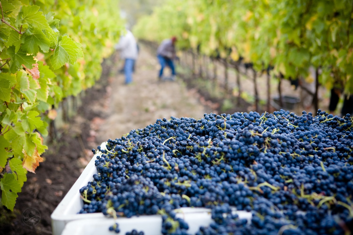 Investir dans la viticulture