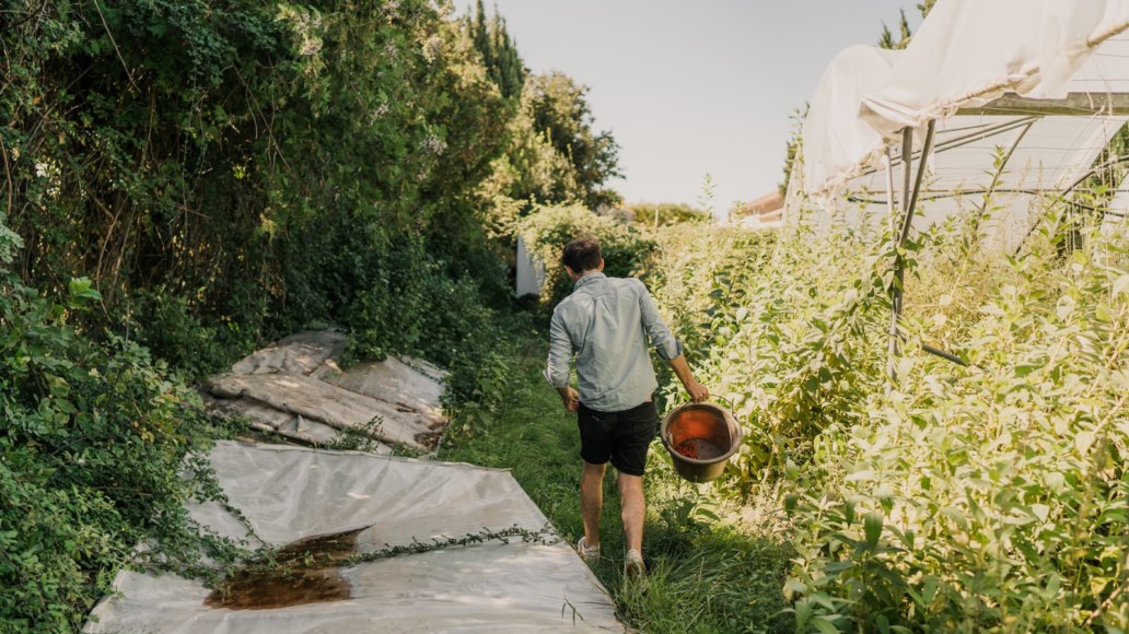 Agriculture végétale diversifiée et biologique : une alternative gagnante à la monoculture