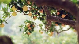 Investir autrement : votre épargne au service de l’agriculture durable