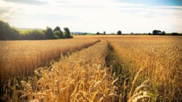 Nourrir la France sans en vivre ce que révèle l'Observatoire de la Rémunération Agricole Équitable