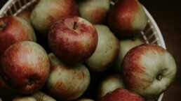 Verger de pommiers en France, filière pomiculture 2026
