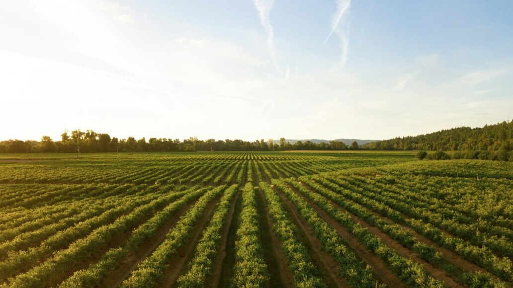 souveraineté et dépendance alimentaire