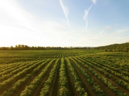 souveraineté et dépendance alimentaire