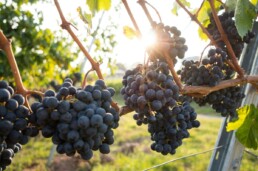 Viticulture : Financement exploitation viticole