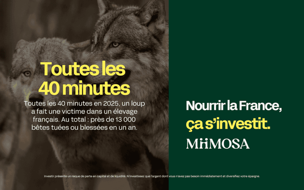 Troupeau ovin protégé après une attaque de loup en France