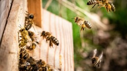 abeilles - financer projet d'apiculture