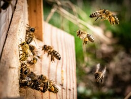 abeilles - financer projet d'apiculture