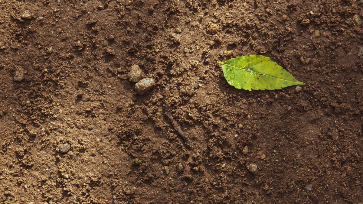 agriculture régénératrice : définition