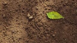 agriculture régénératrice : définition