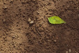 agriculture régénératrice : définition