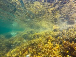 étude déclin plancton : enjeu souveraineté alimentaire et pêche