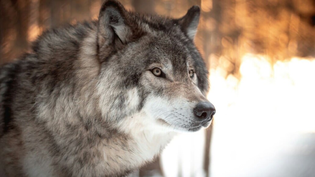 innovation pour éviter attaque de loup et préserver son troupeau