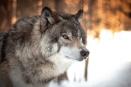innovation pour éviter attaque de loup et préserver son troupeau
