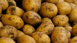 quelle pomme de terre choisir ?