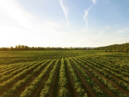 Comment investir dans l'agriculture biologique ?
