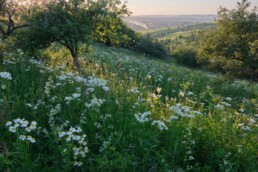 Parcelles agricoles d&eacute;tenues par un groupement foncier agricole (GFA)