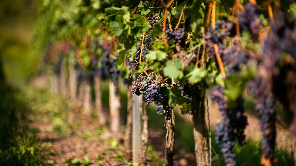 Vendanges 2026 dans un vignoble français