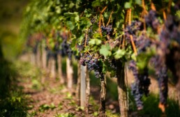 Vendanges 2026 dans un vignoble fran&ccedil;ais